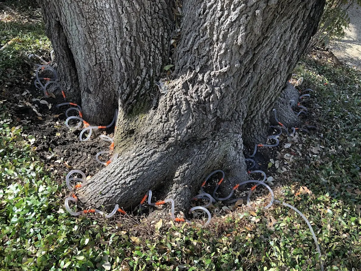 Detailed Tree Cabling and Bracing job site in Pencil Bluff