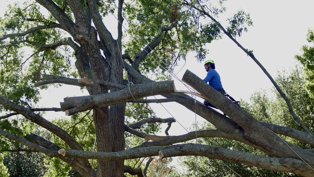 Professional Crown Thinning performed by certified arborists in Pencil Bluff