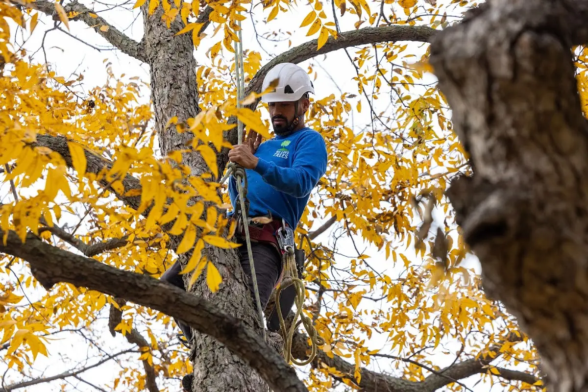 Skilled Tree Transplanting crew working in Pencil Bluff